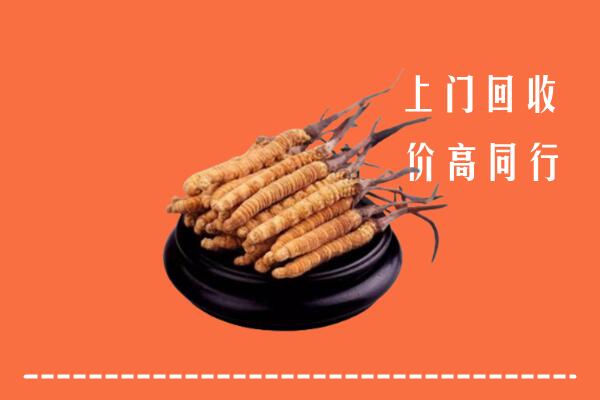 高价求购：乌兰察布察哈尔右前回收散虫草