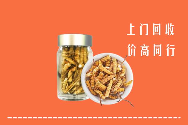 乌兰察布察哈尔右前回收冬虫夏草